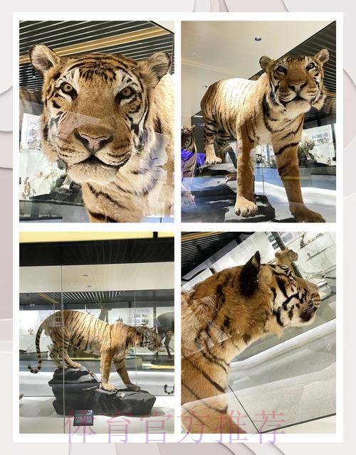 四川猫见证华南虎收获联赛千胜